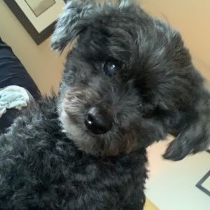 Meet your Posher, Jiran